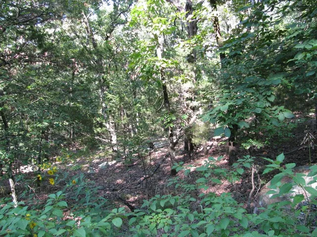 a view of a tree in a yard