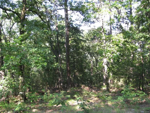 a view of tree