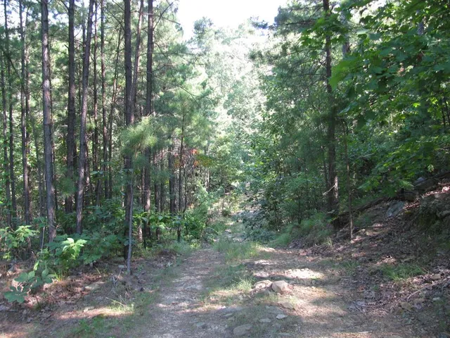 a view of a forest with trees in the background