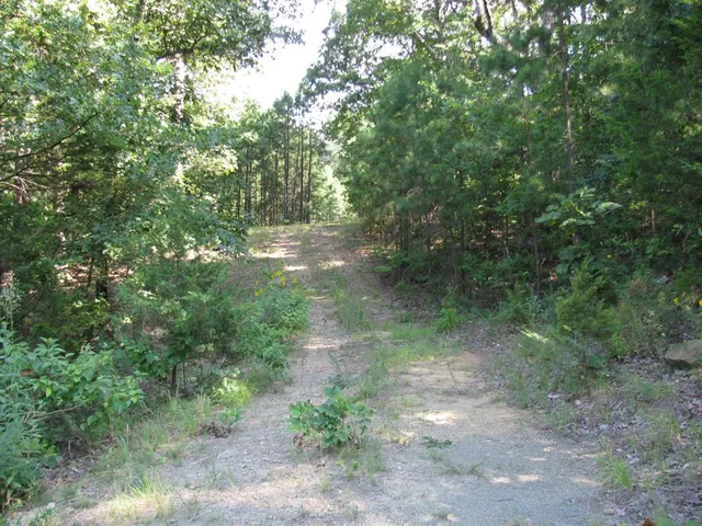 a view of a forest with trees in the background