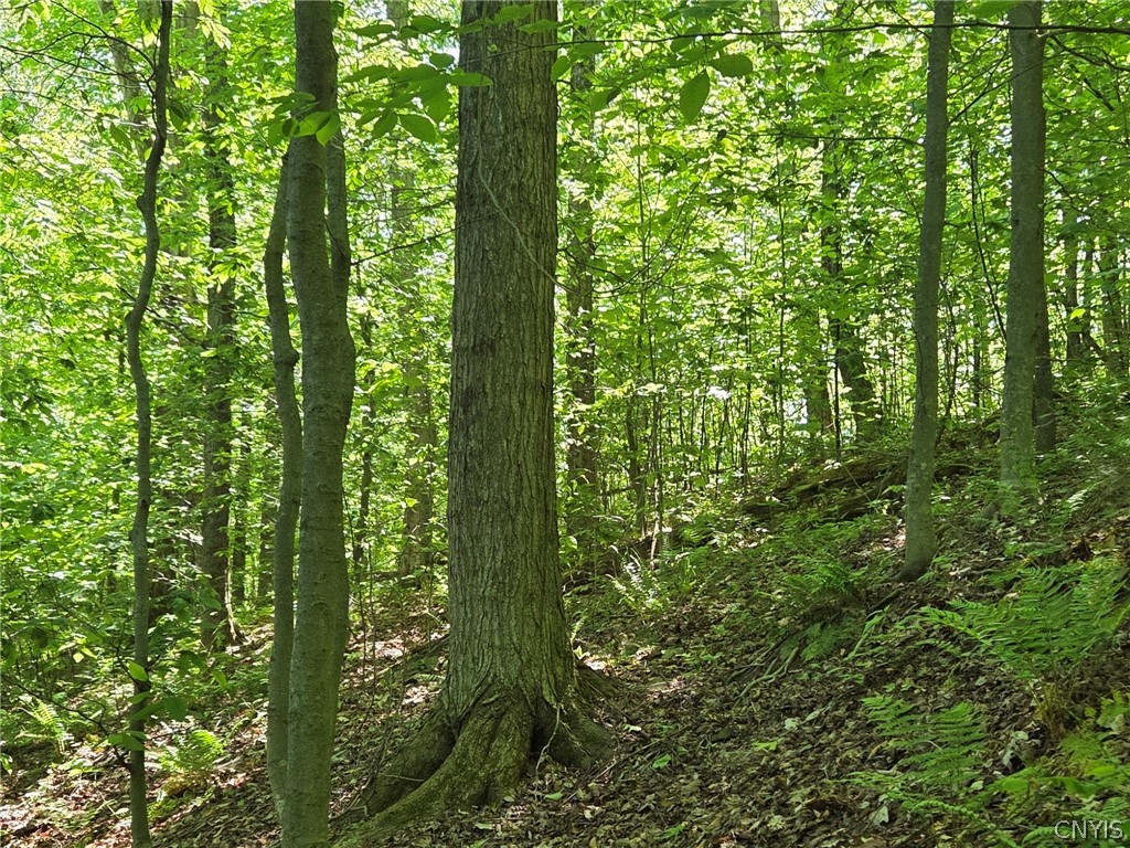 446 Nys Route Cuba, NY 14727 - Photo 4 of 47