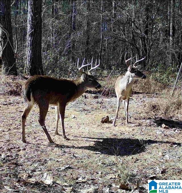 0 Ronbar Road Columbiana, AL 35051 - Photo 5 of 6