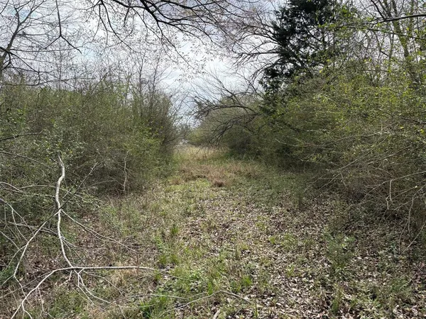 a view of a lush green forest