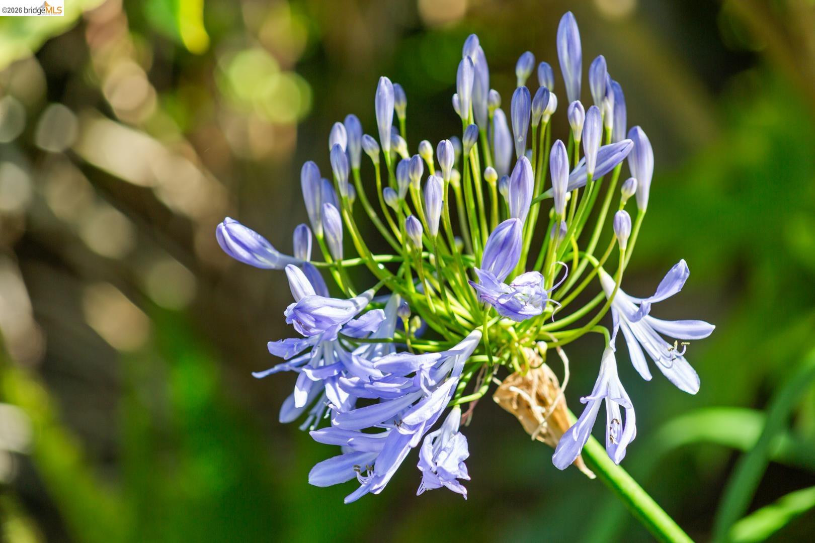 1119 Miller Avenue Berkeley, CA 94708 - Photo 11 of 33 a close up of a flower