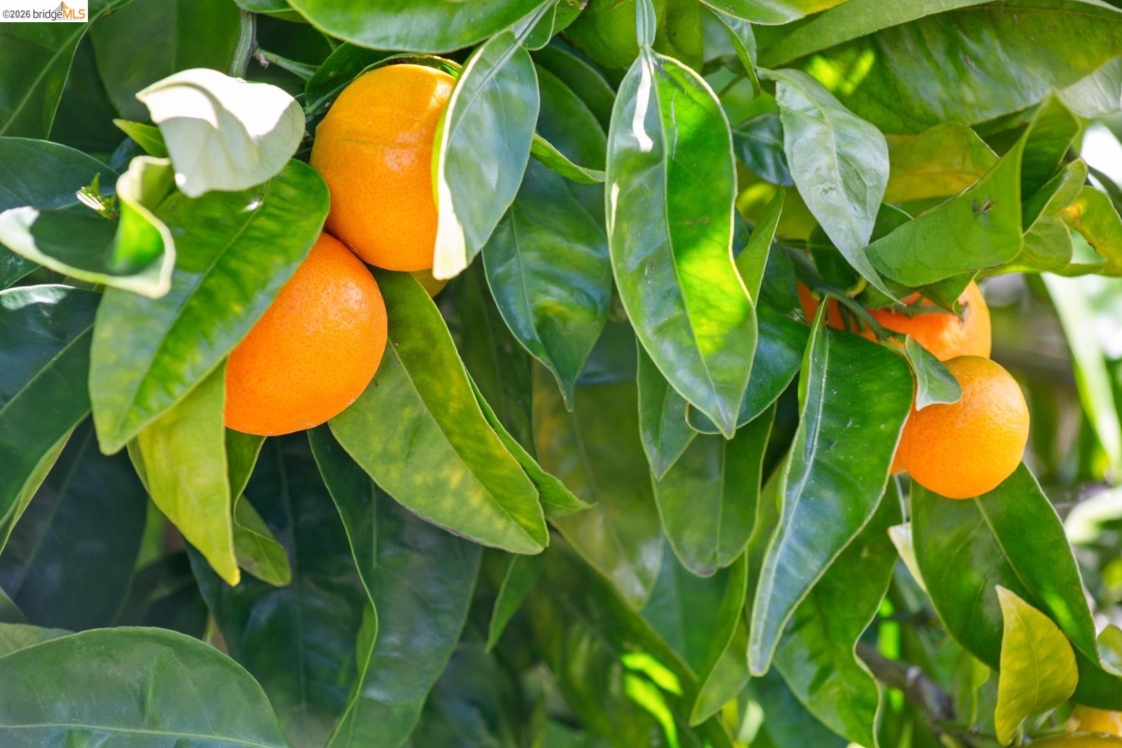 1119 Miller Avenue Berkeley, CA 94708 - Photo 31 of 33 a view of a swimming pool