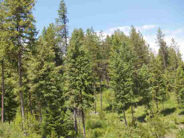 0 Rose Hill Road Springdale, WA 99173 - Photo 2 of 7