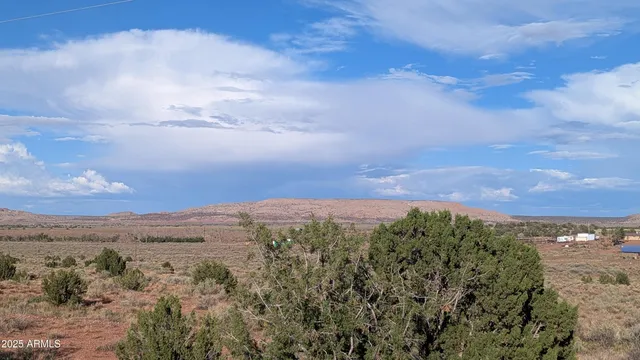 a view of a dry yard with lots of trees