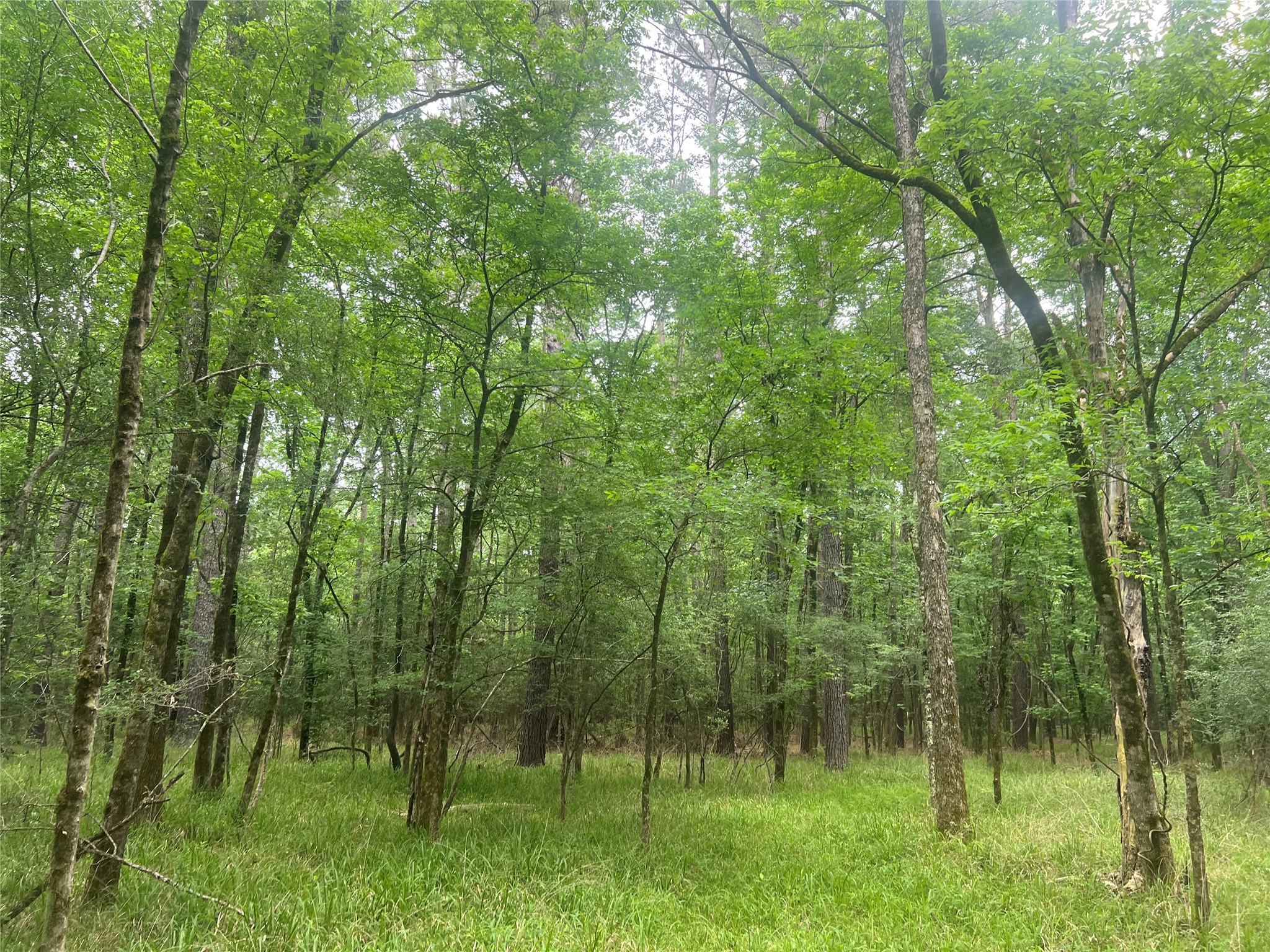 0 Wilderness Road Point Blank, TX 77364 - Photo 5 of 16 a view of a garden