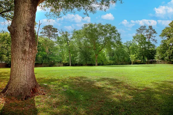 a view of a garden with a tree