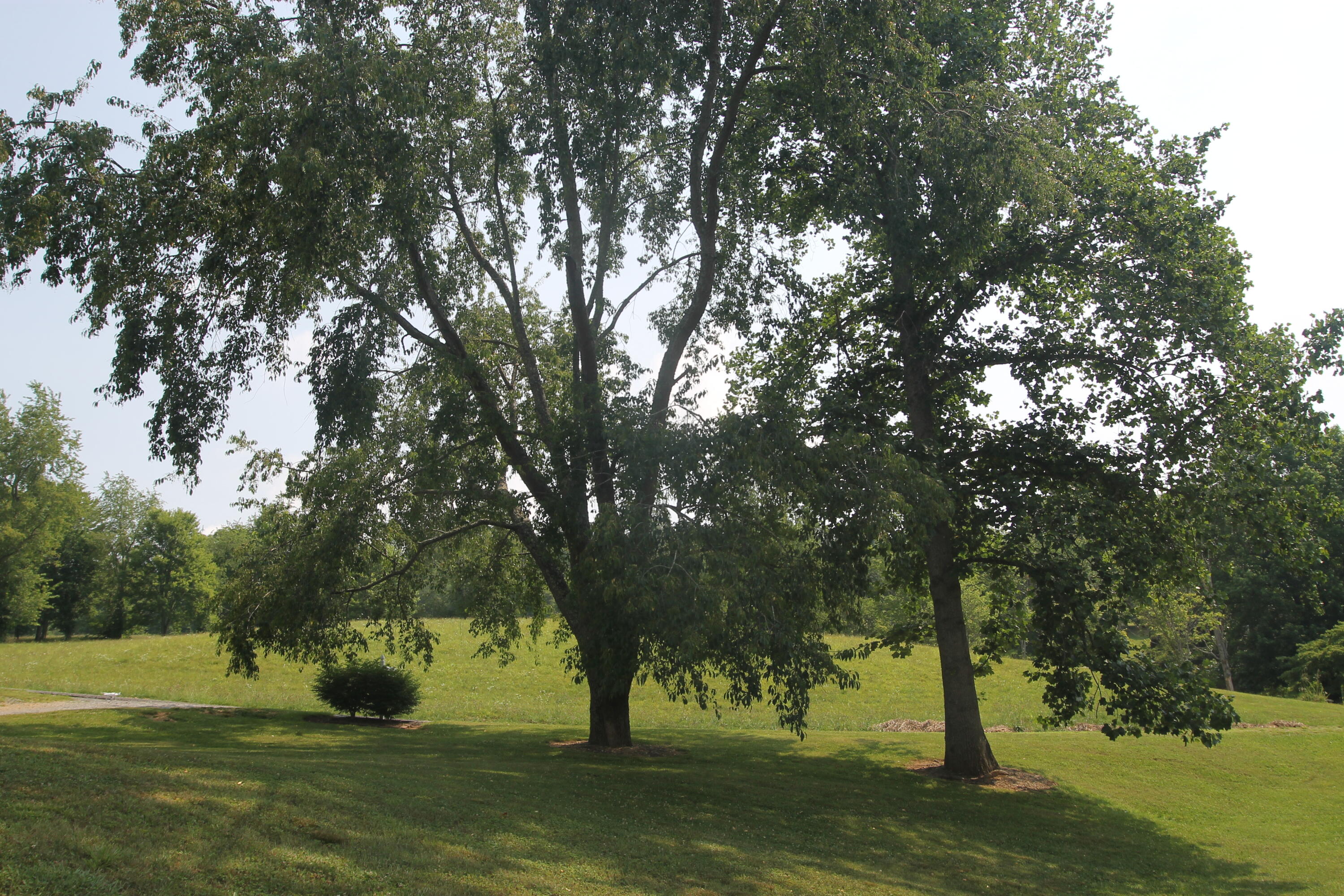 201 Cobb Road Surgoinsville, TN 37873 - Photo 34 of 39 Trees