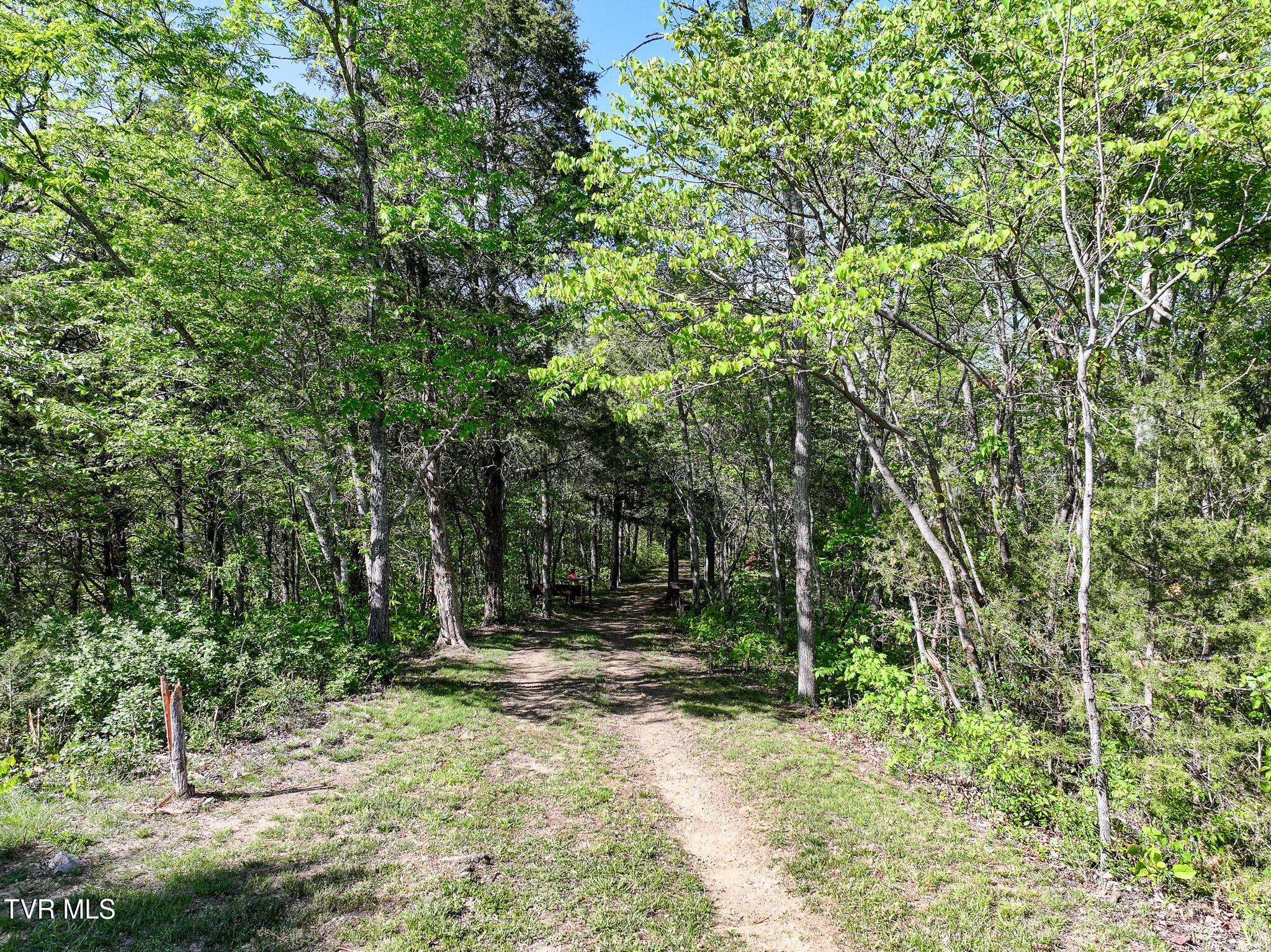 1005 Jackson Hollow Road Mosheim, TN 37818 - Photo 72 of 96 69