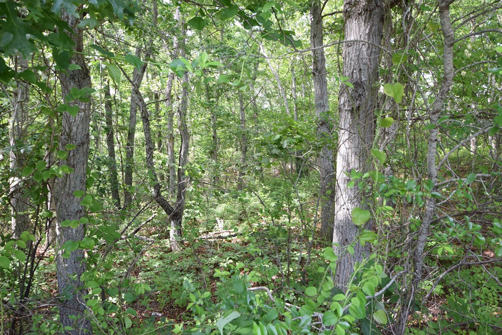 0 Satucket Road Brewster, MA 02631 - Photo 5 of 7 Gallery Image 5