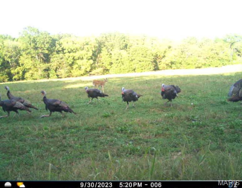1-00 Summit Road Hartville, MO 65667 - Photo 5 of 89 Gallery Image 5