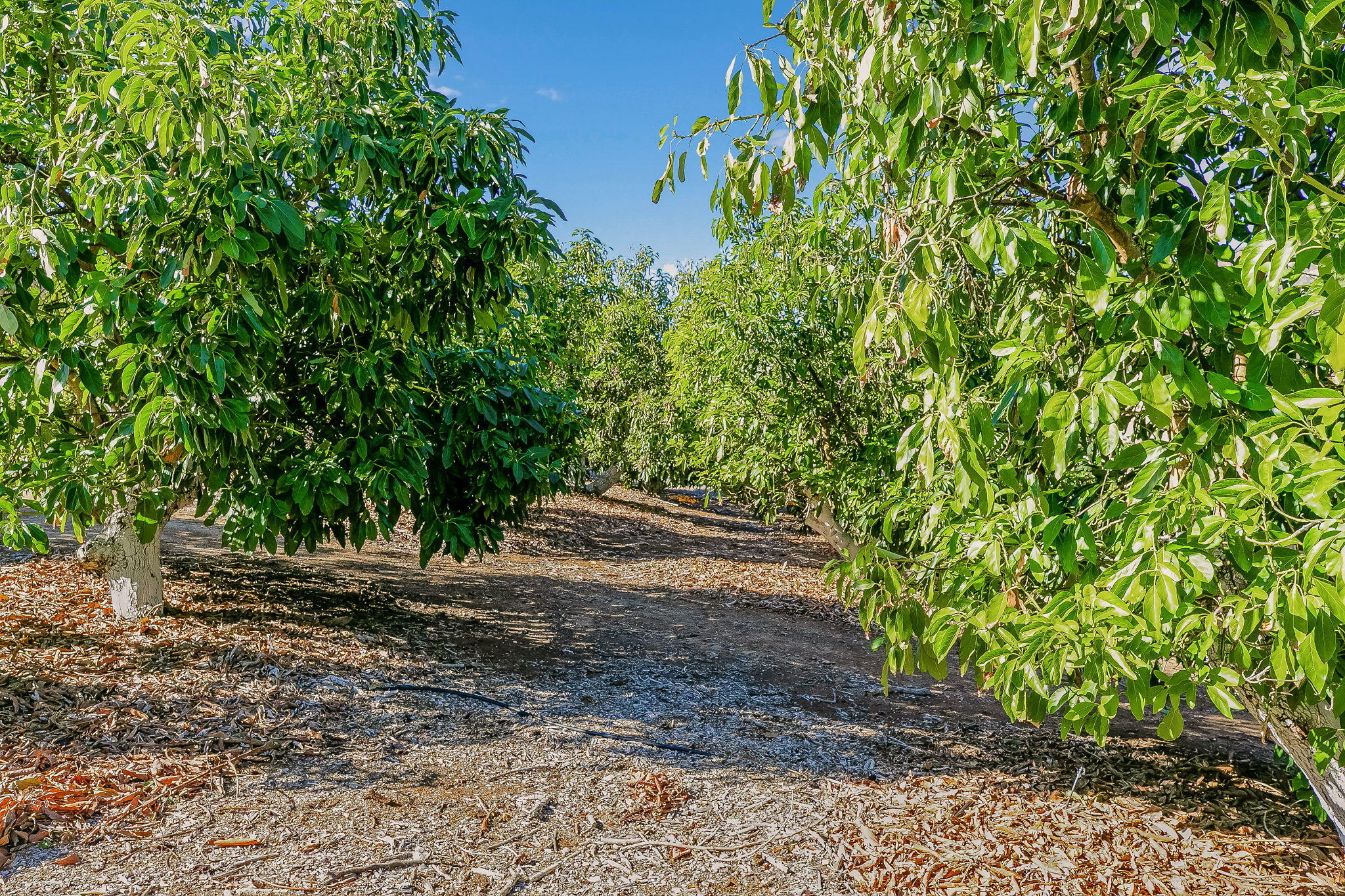 1923 Meiners Road Ojai, CA 93023 - Photo 50 of 52 1923 Meiners Road Ojai Home for Sale (11