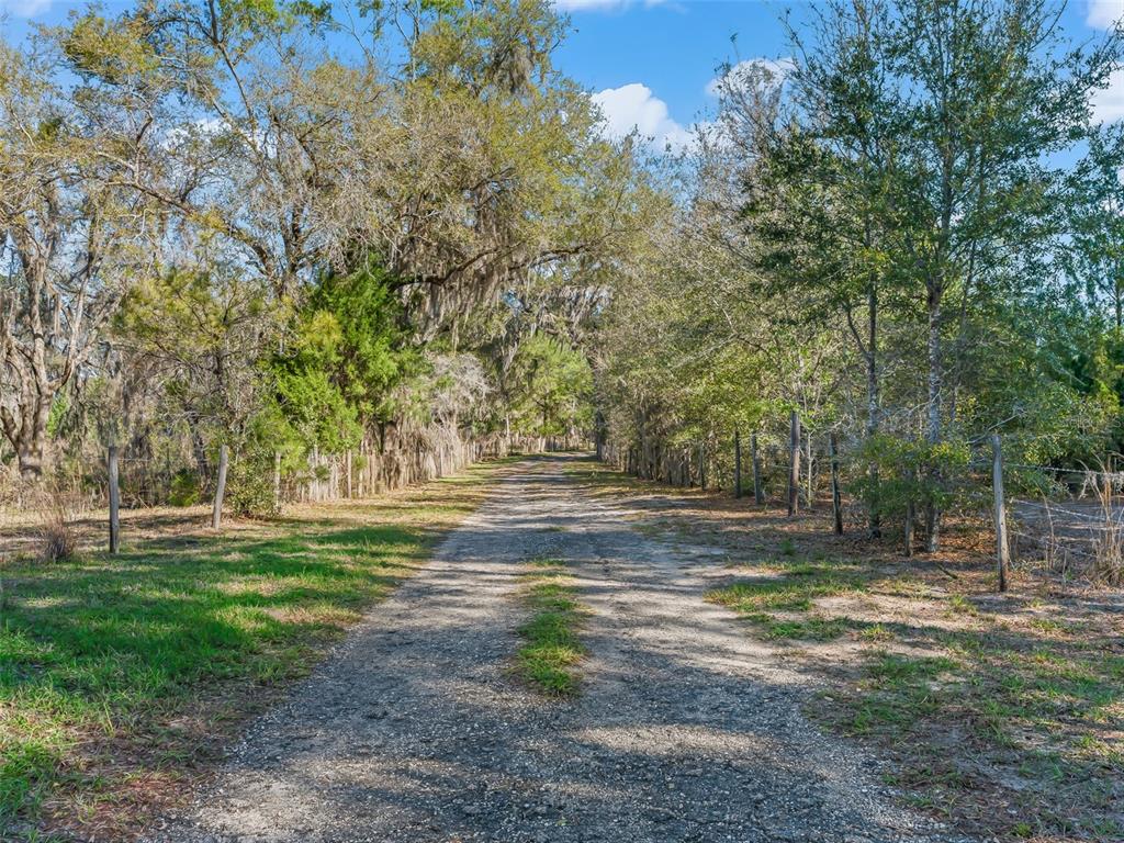 6350 Northeast 86th Avenue Bronson, FL 32621 - Photo 4 of 92 a view of a yard with large trees