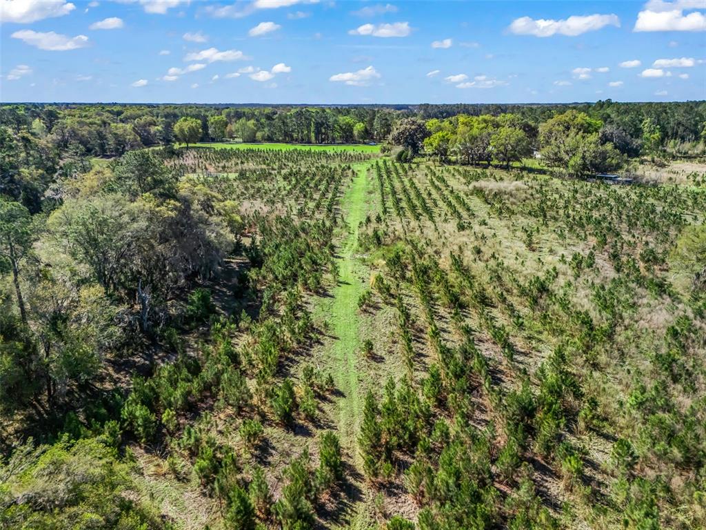 6350 Northeast 86th Avenue Bronson, FL 32621 - Photo 80 of 92 a view of a yard with plants and a yard