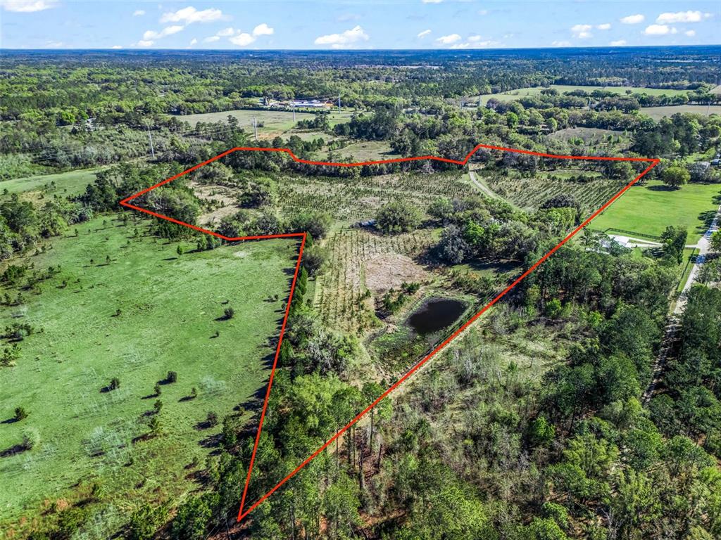 6350 Northeast 86th Avenue Bronson, FL 32621 - Photo 85 of 92 a view of a lush green forest with lots of trees