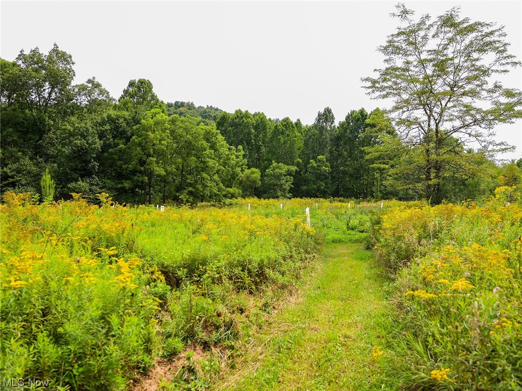73110 Turkey Run Road Kimbolton, OH 43749 - Photo 23 of 29 View of nature