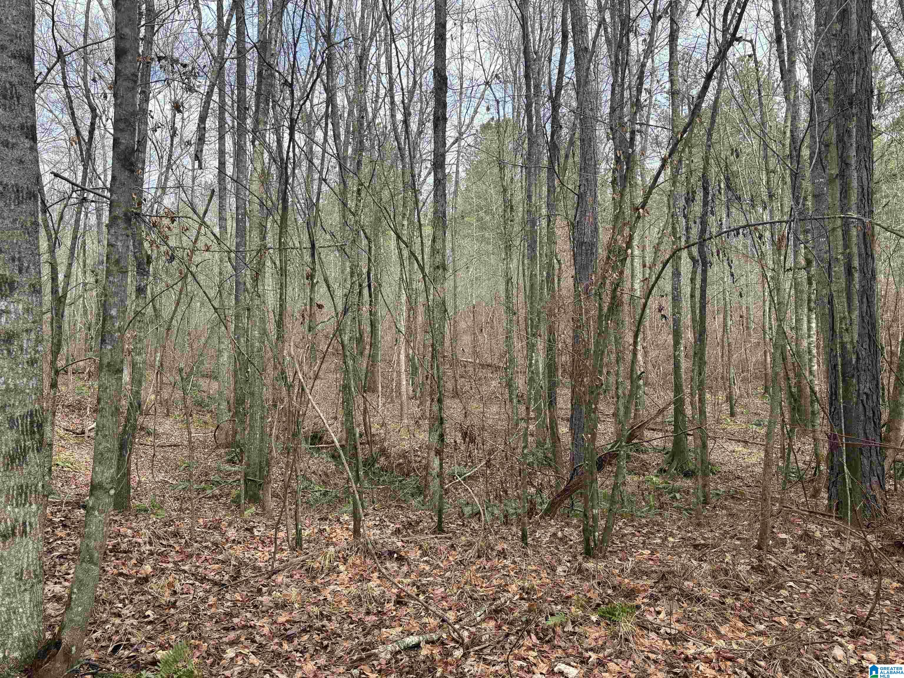 831 County Road, Unit TRACT 3 30± Wadley, AL 36276 - Photo 2 of 14