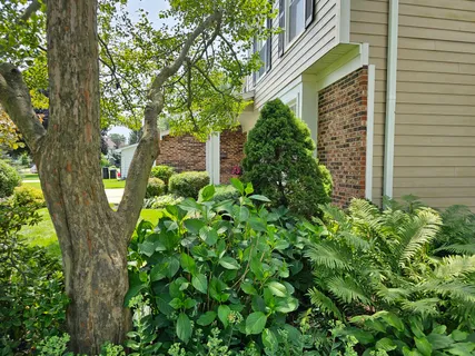a plant that is in front of a house