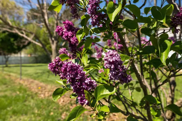 $160,000 | 505 8th Street, Shenandoah, VA 22849