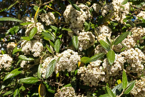 $160,000 | 505 8th Street, Shenandoah, VA 22849