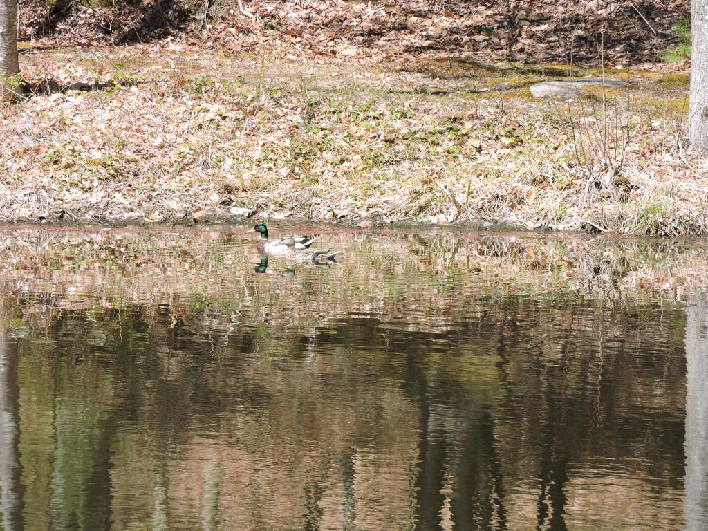 315 Raymond Road Chester, NH 03036 - Photo 28 of 29