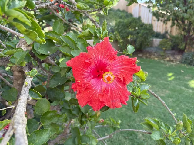 $5,995 | 3515 Calle Gavanzo, Carlsbad, CA 92009