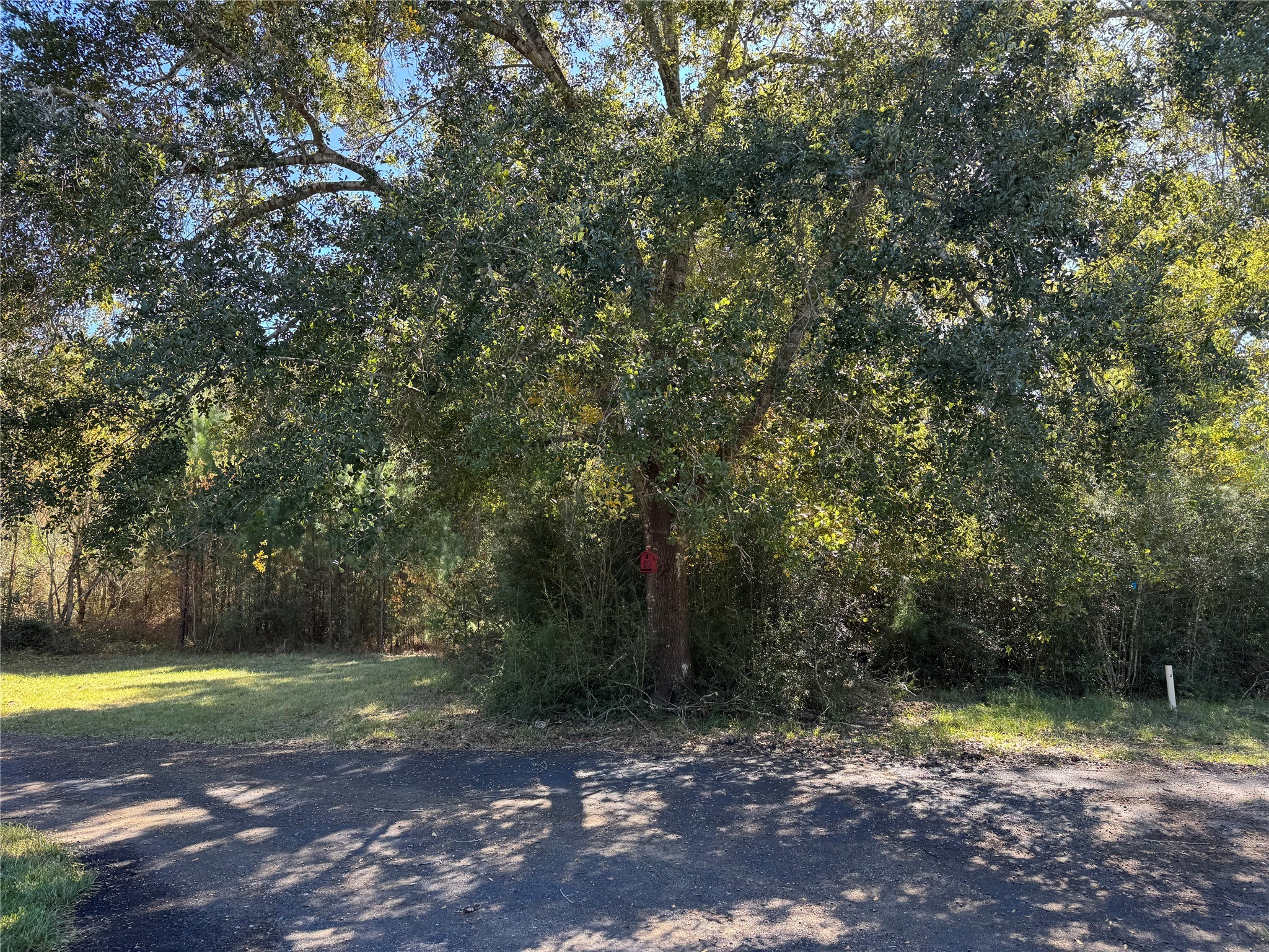 24879 Macedonia Road Hockley, TX 77447 - Photo 5 of 32 a view of a yard with trees