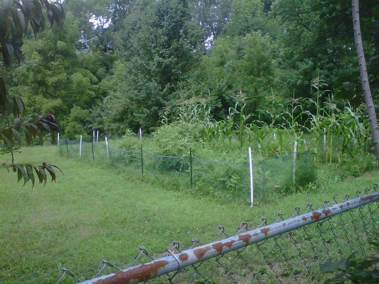 3477 Boston Road Lexington, KY 40503 - Photo 30 of 30 garden behind the fence
