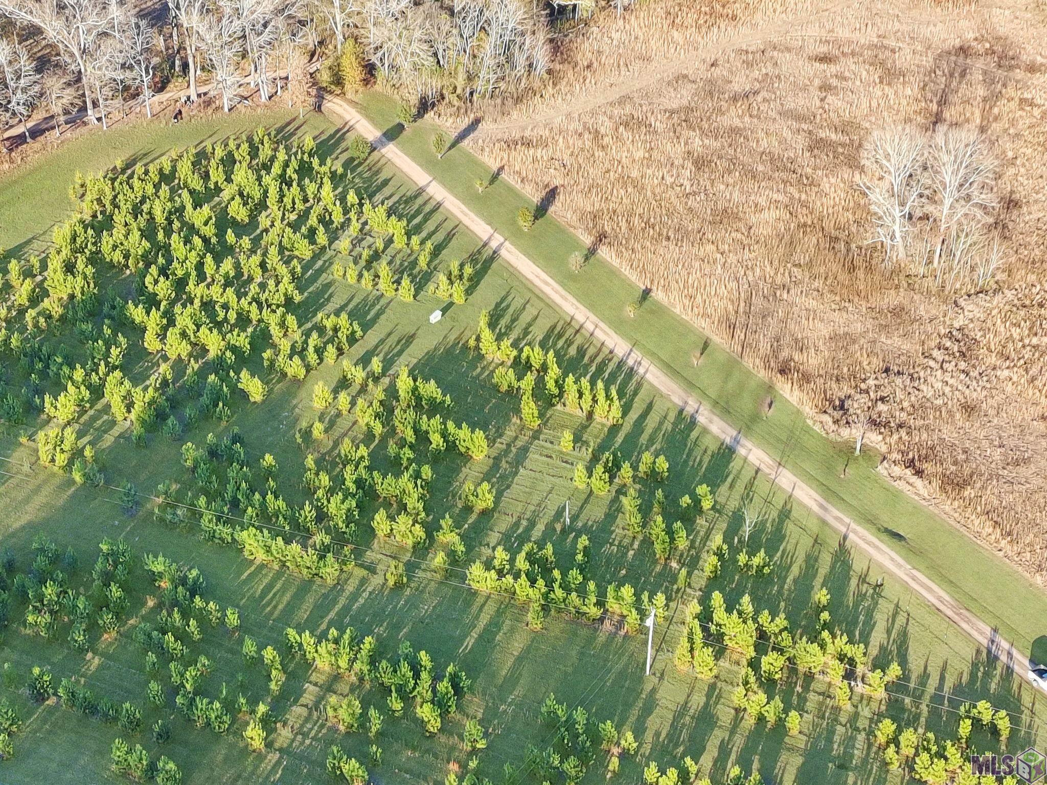 1558 Tommy Whitaker Road St. Francisville, LA 70775 - Photo 29 of 41