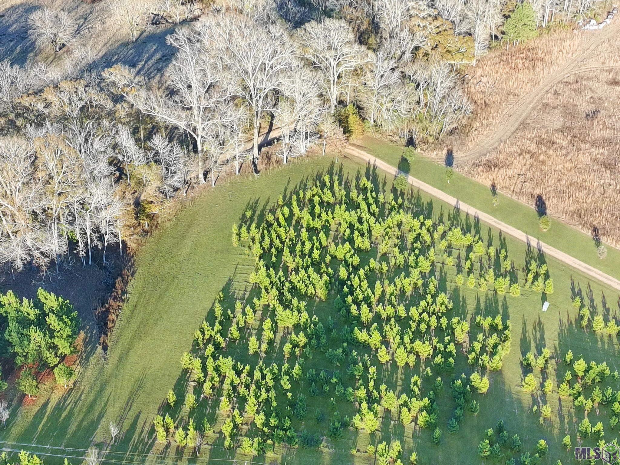 1558 Tommy Whitaker Road St. Francisville, LA 70775 - Photo 31 of 41