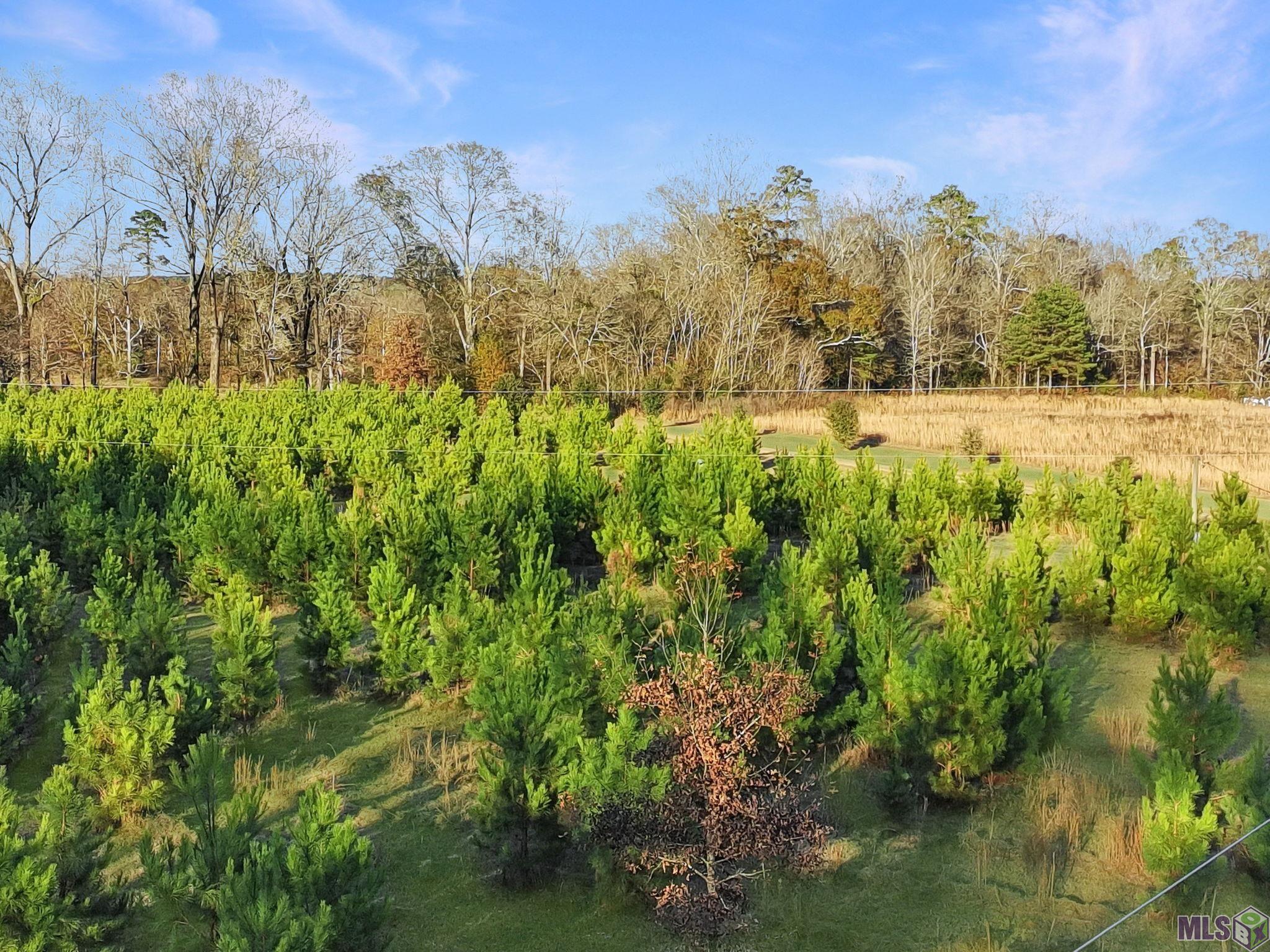 1558 Tommy Whitaker Road St. Francisville, LA 70775 - Photo 32 of 41