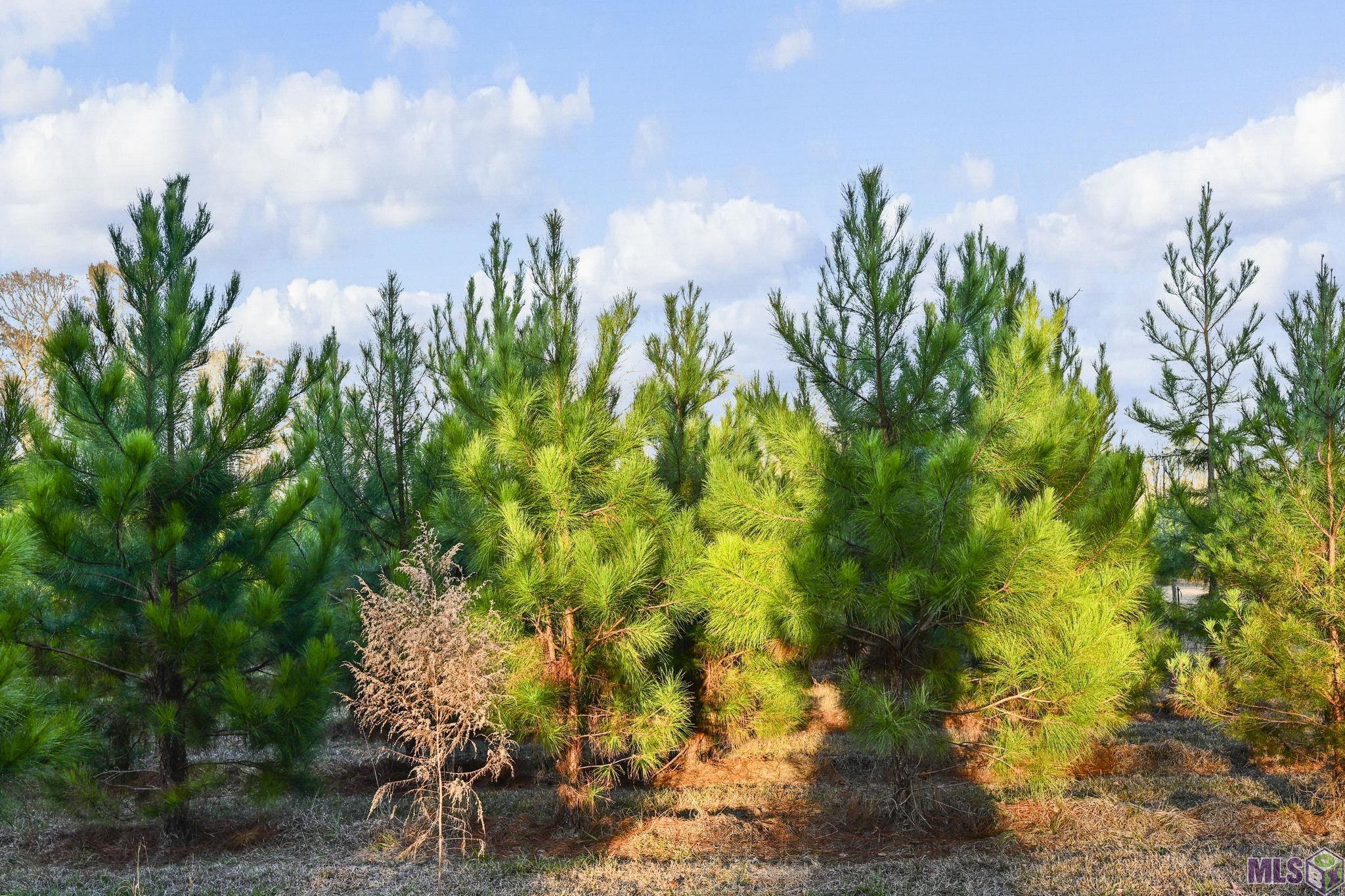 1558 Tommy Whitaker Road St. Francisville, LA 70775 - Photo 5 of 41