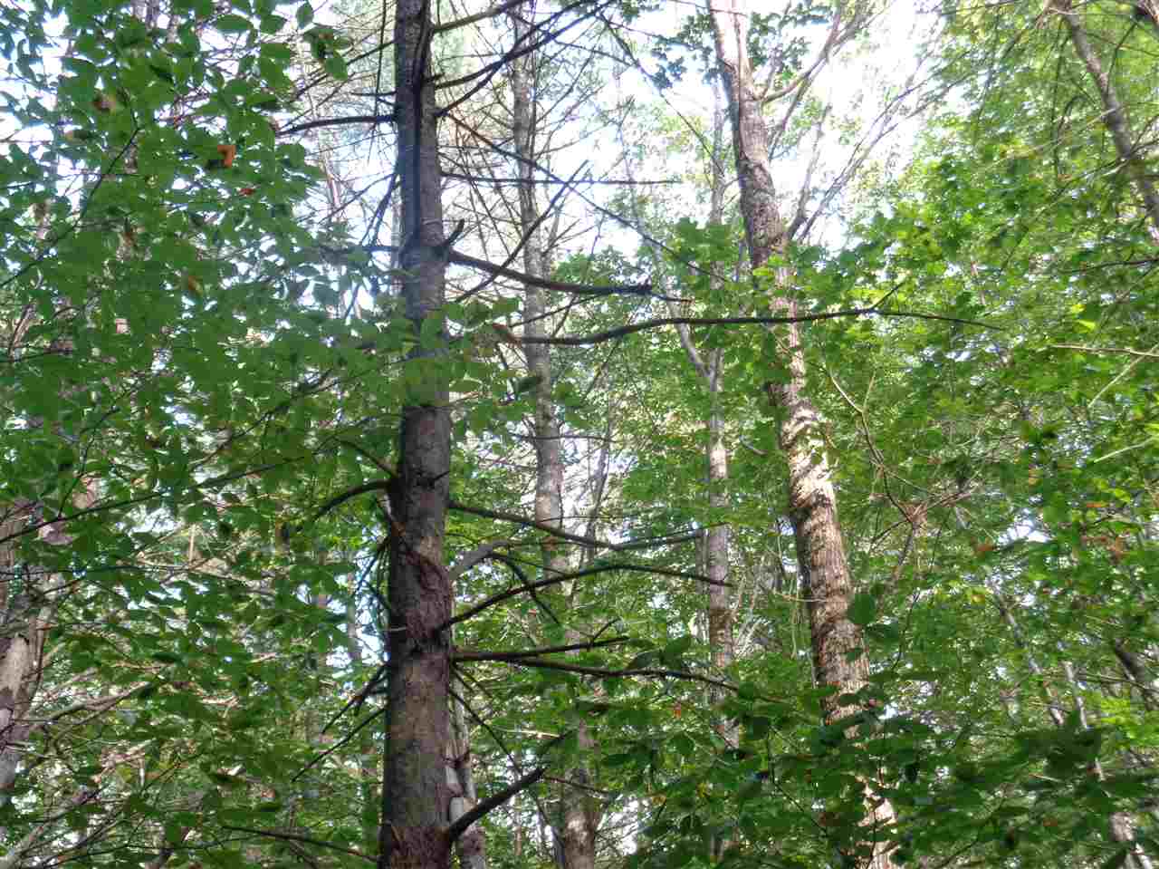 6 Alpine Road Bristol, NH 03222 - Photo 10 of 26 Gallery Image 10
