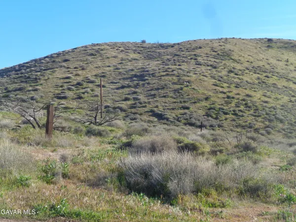 a view of a dry field with trees in the background