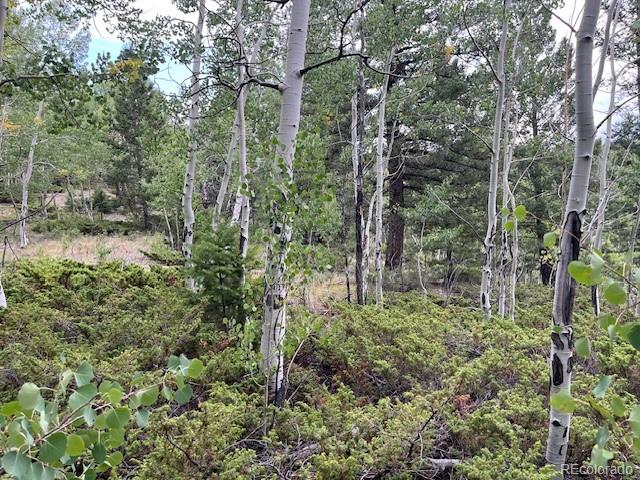Lot 6184 Ryland Road San Luis, CO 81152 - Photo 17 of 32 a view of a forest with trees