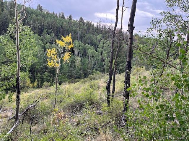 Lot 6184 Ryland Road San Luis, CO 81152 - Photo 23 of 32 a view of a forest