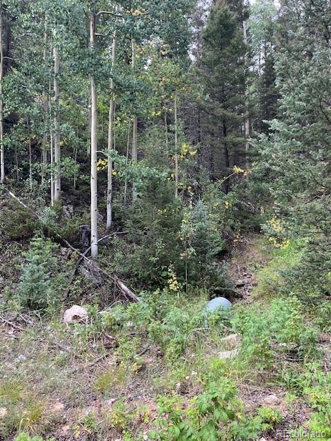 Lot 6184 Ryland Road San Luis, CO 81152 - Photo 31 of 32 a view of forest