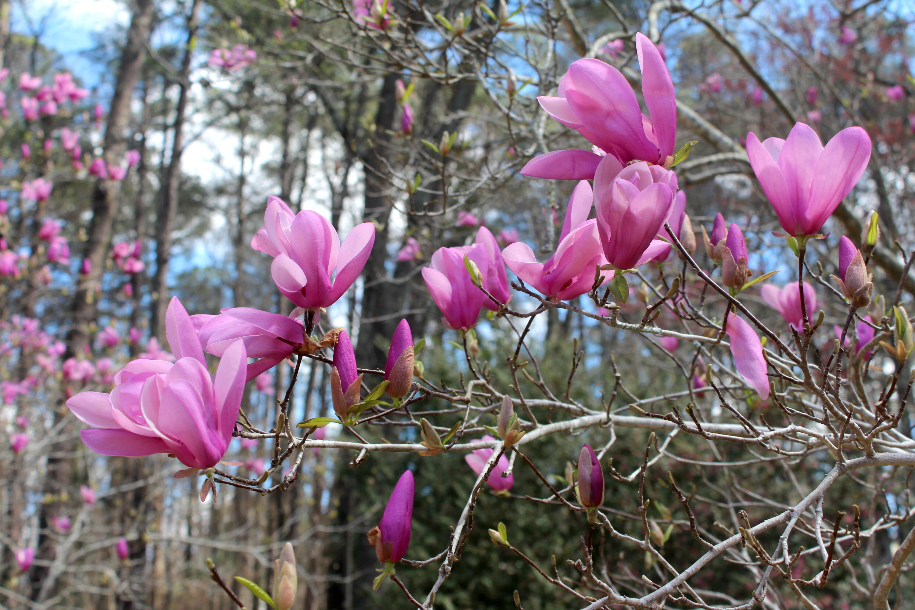 150 Springlakes Drive Augusta, GA 30907 - Photo 68 of 68 IMG_0920