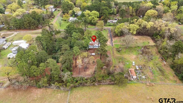 a close up of a tree in a yard