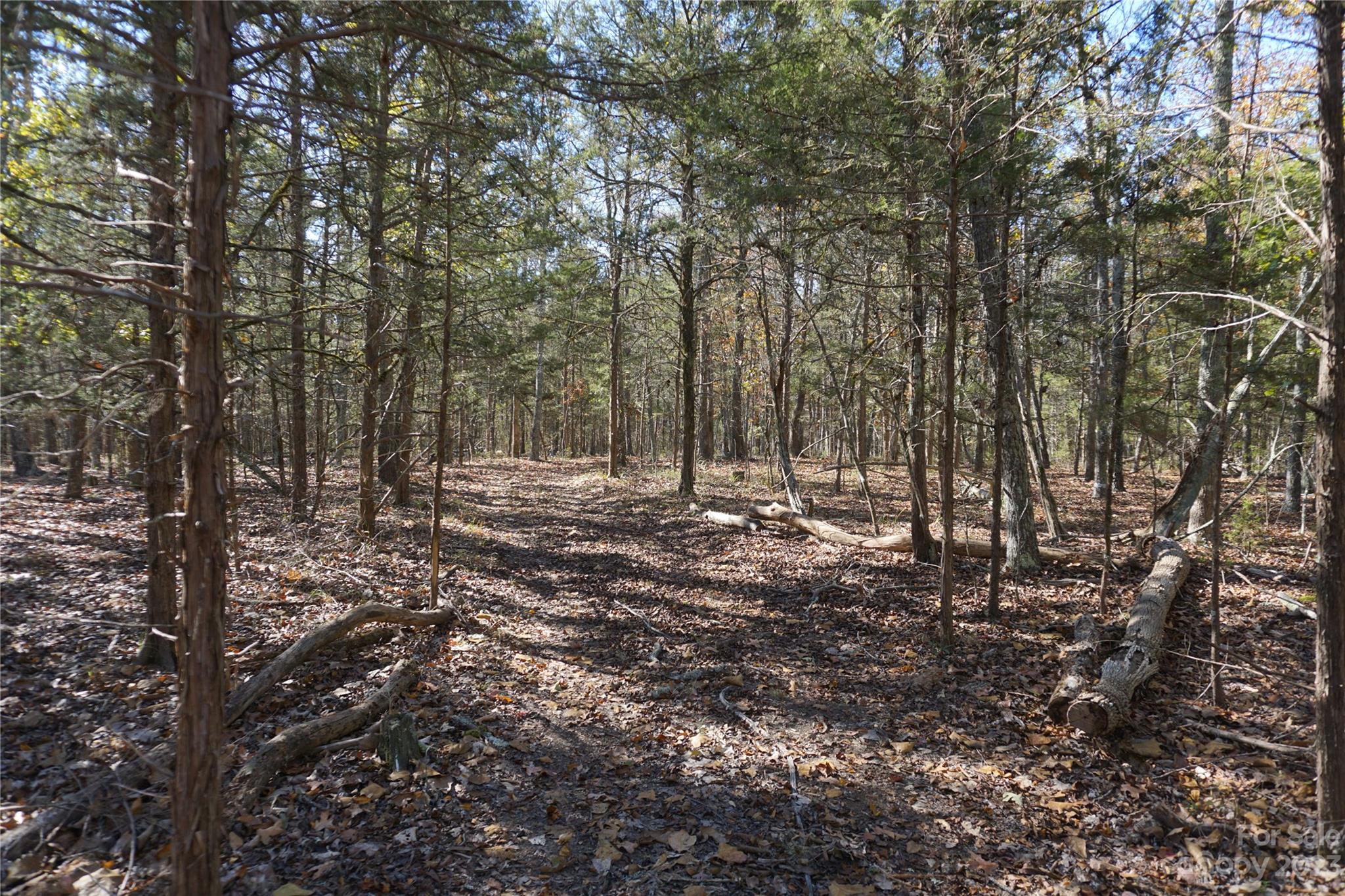27-ac Bonner Horton Road Sharon, SC 29742 - Photo 11 of 26 a view of outdoor space with lots of trees