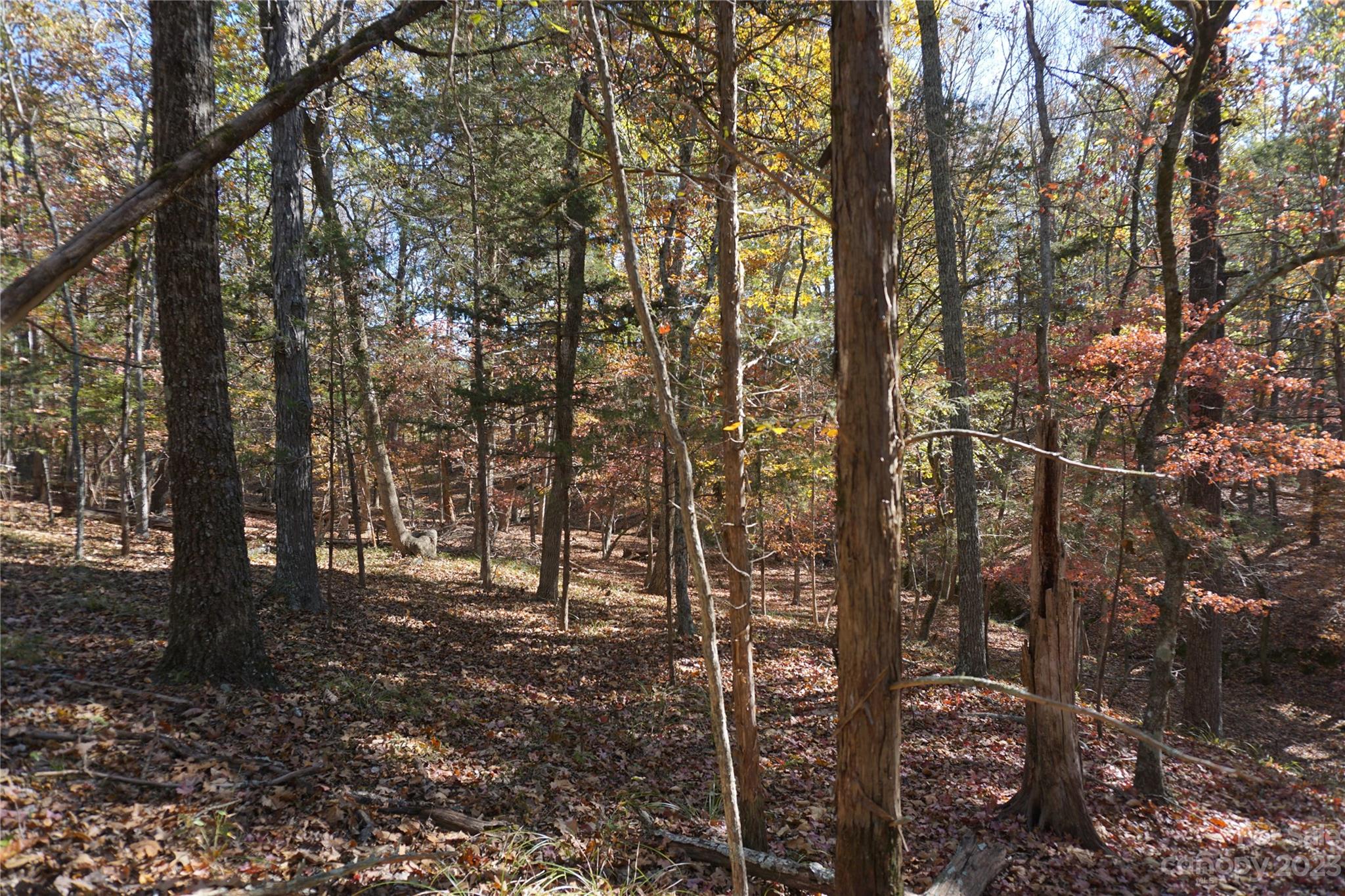 27-ac Bonner Horton Road Sharon, SC 29742 - Photo 13 of 26 a view of forest