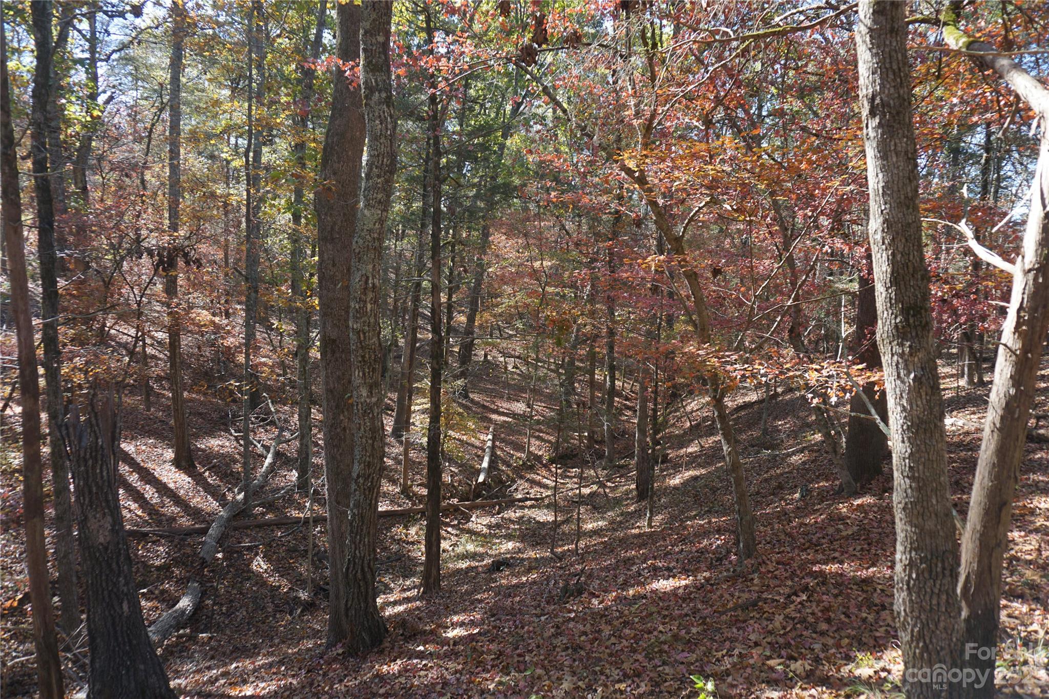 27-ac Bonner Horton Road Sharon, SC 29742 - Photo 14 of 26 a view of forest