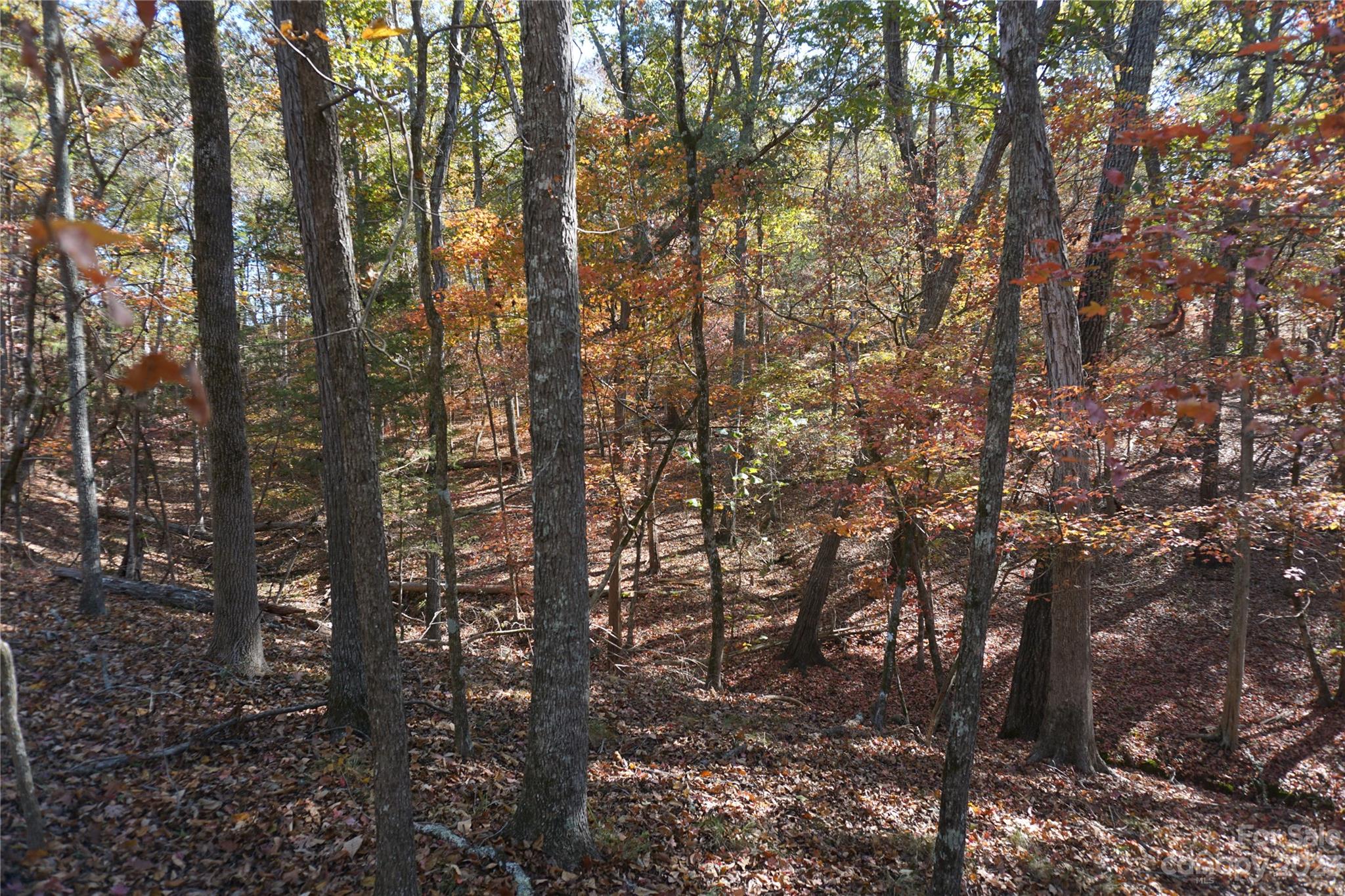 27-ac Bonner Horton Road Sharon, SC 29742 - Photo 16 of 26 a view of forest