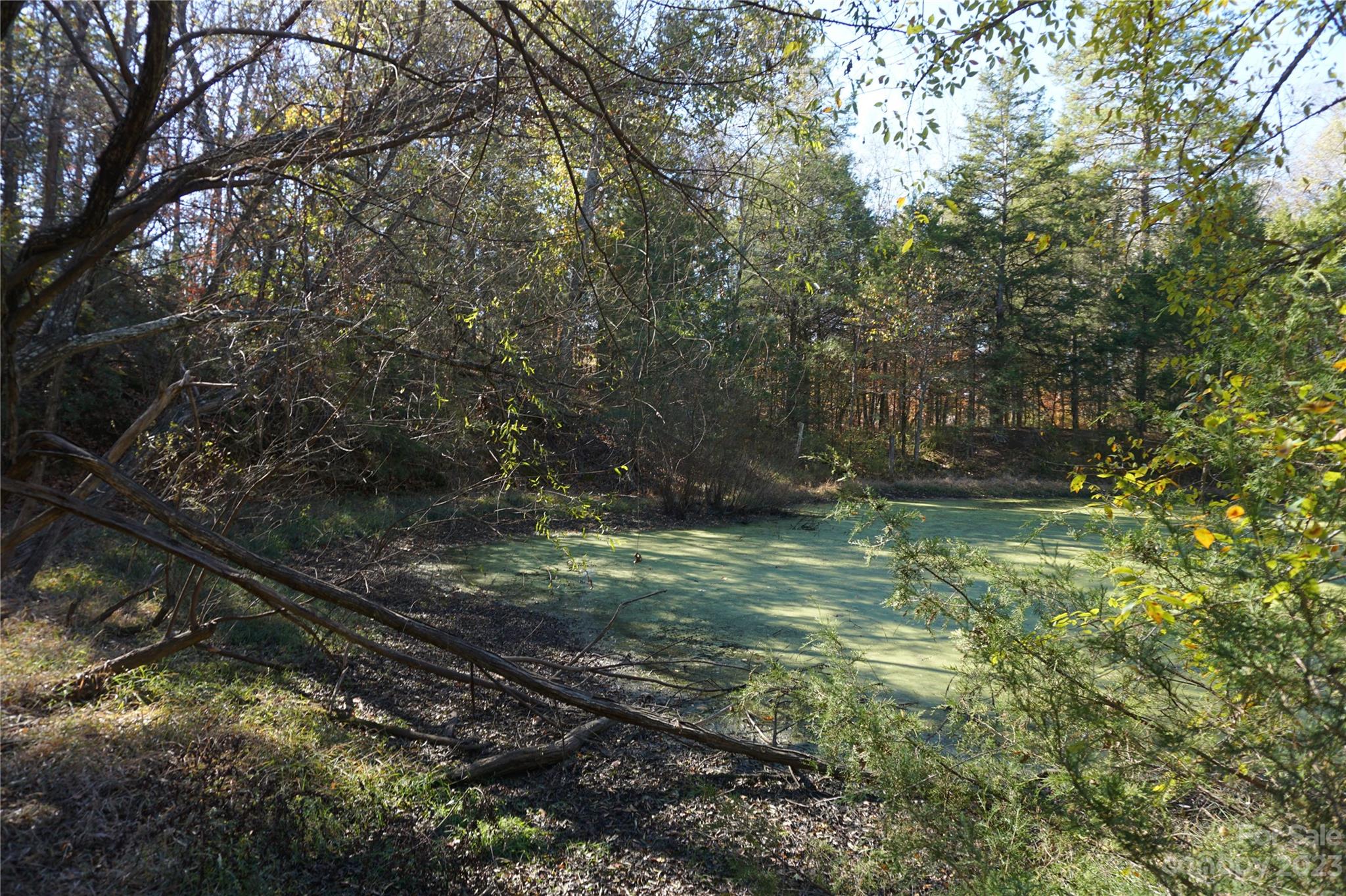 27-ac Bonner Horton Road Sharon, SC 29742 - Photo 19 of 26 a view of a yard