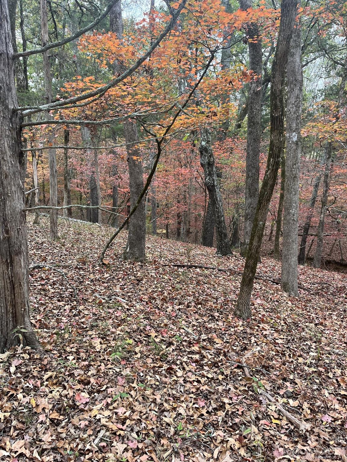 27-ac Bonner Horton Road Sharon, SC 29742 - Photo 25 of 26 a backyard of a house with lots of green space
