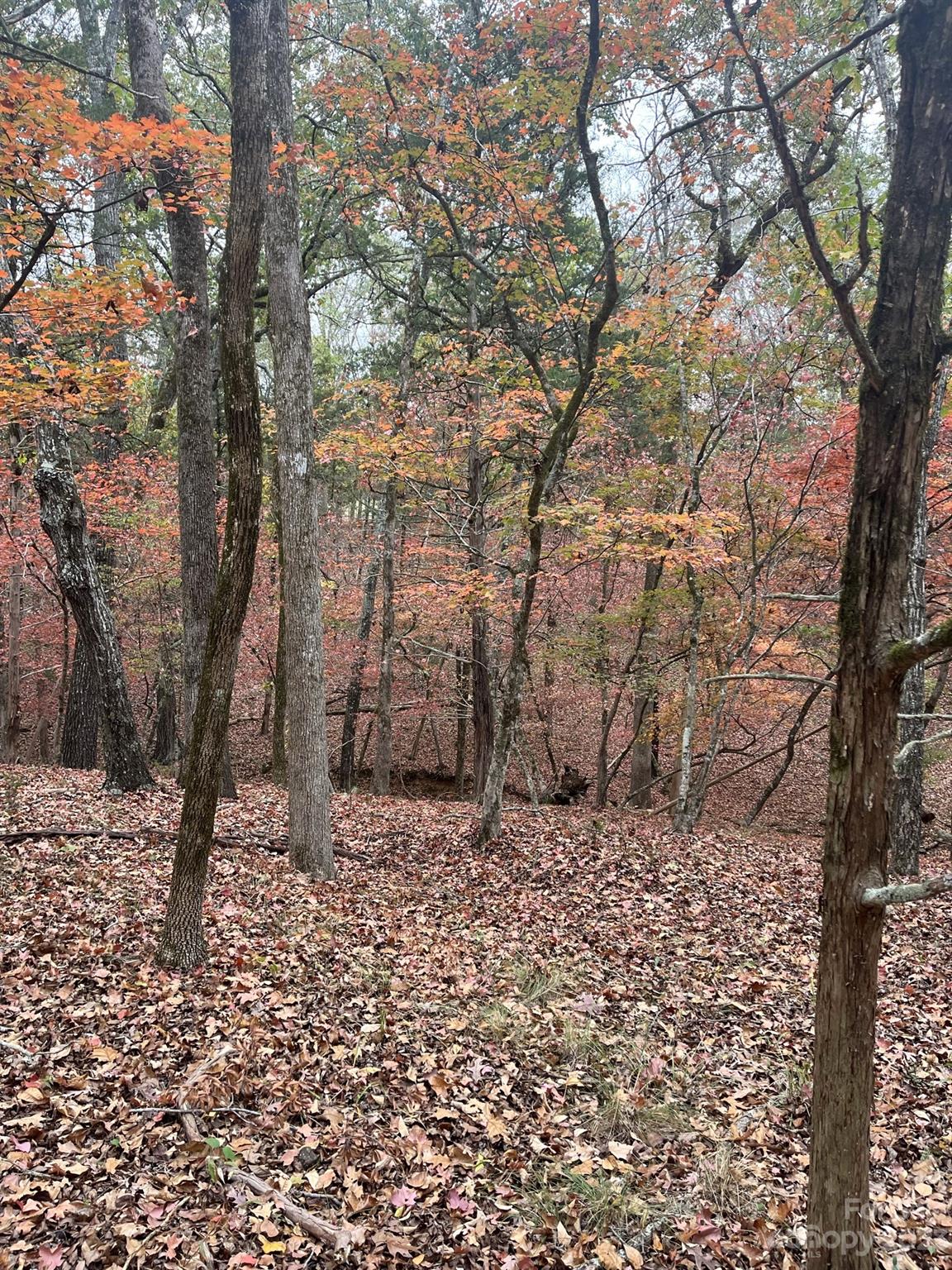 27-ac Bonner Horton Road Sharon, SC 29742 - Photo 26 of 26 a view of a yard with trees