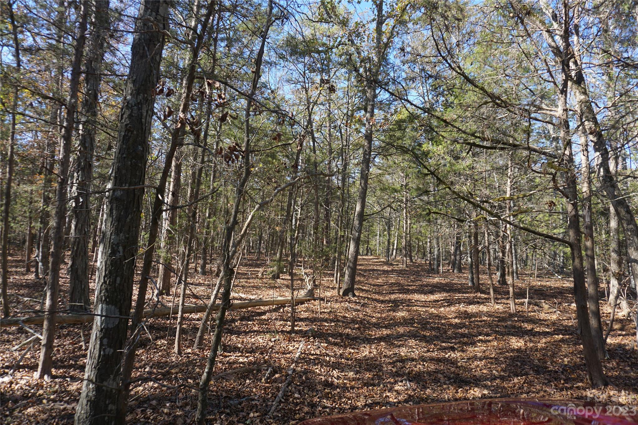 27-ac Bonner Horton Road Sharon, SC 29742 - Photo 6 of 26 a view of covered with green space