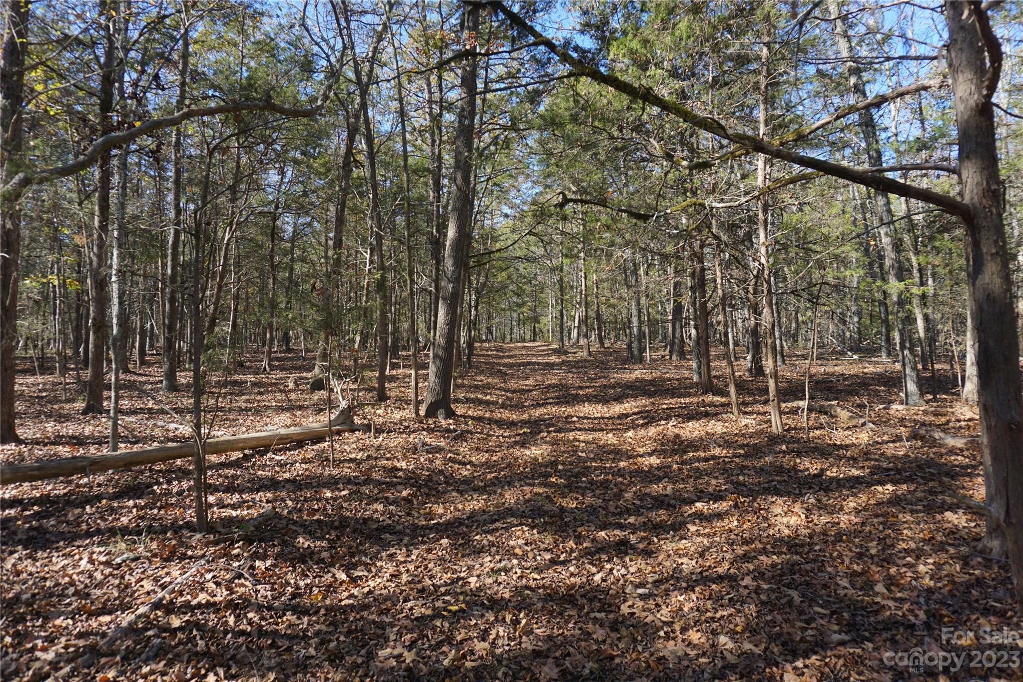 27-ac Bonner Horton Road Sharon, SC 29742 - Photo 8 of 26 a view of outdoor space with trees